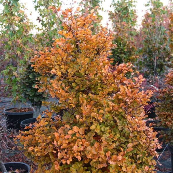 Fagus sylvatica 'Skrzat' European Beech