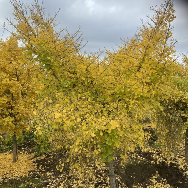 Ginkgo biloba 'Weeping Wonder' Maidenhair Tree