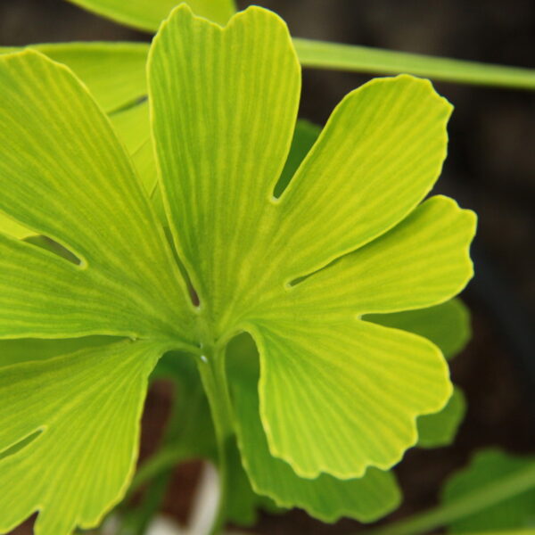 Ginkgo biloba