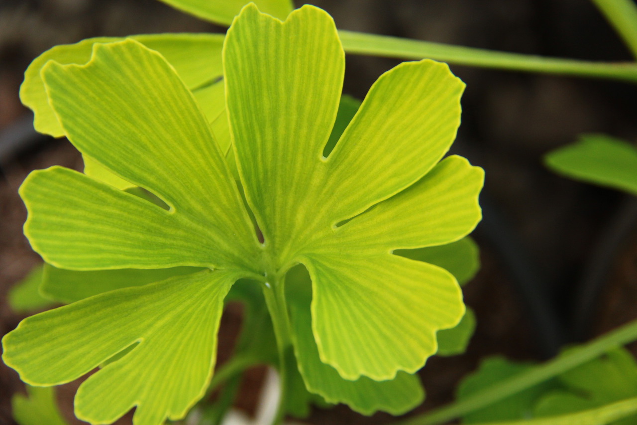 Ginkgo biloba