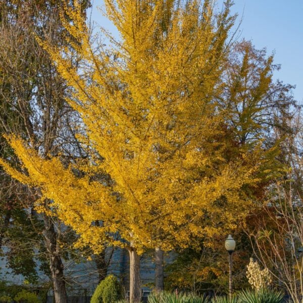 Ginkgo_biloba_Sky_Tower
