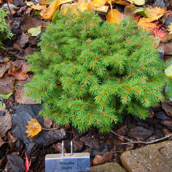 Picea abies 'Malena' Norway Spruce