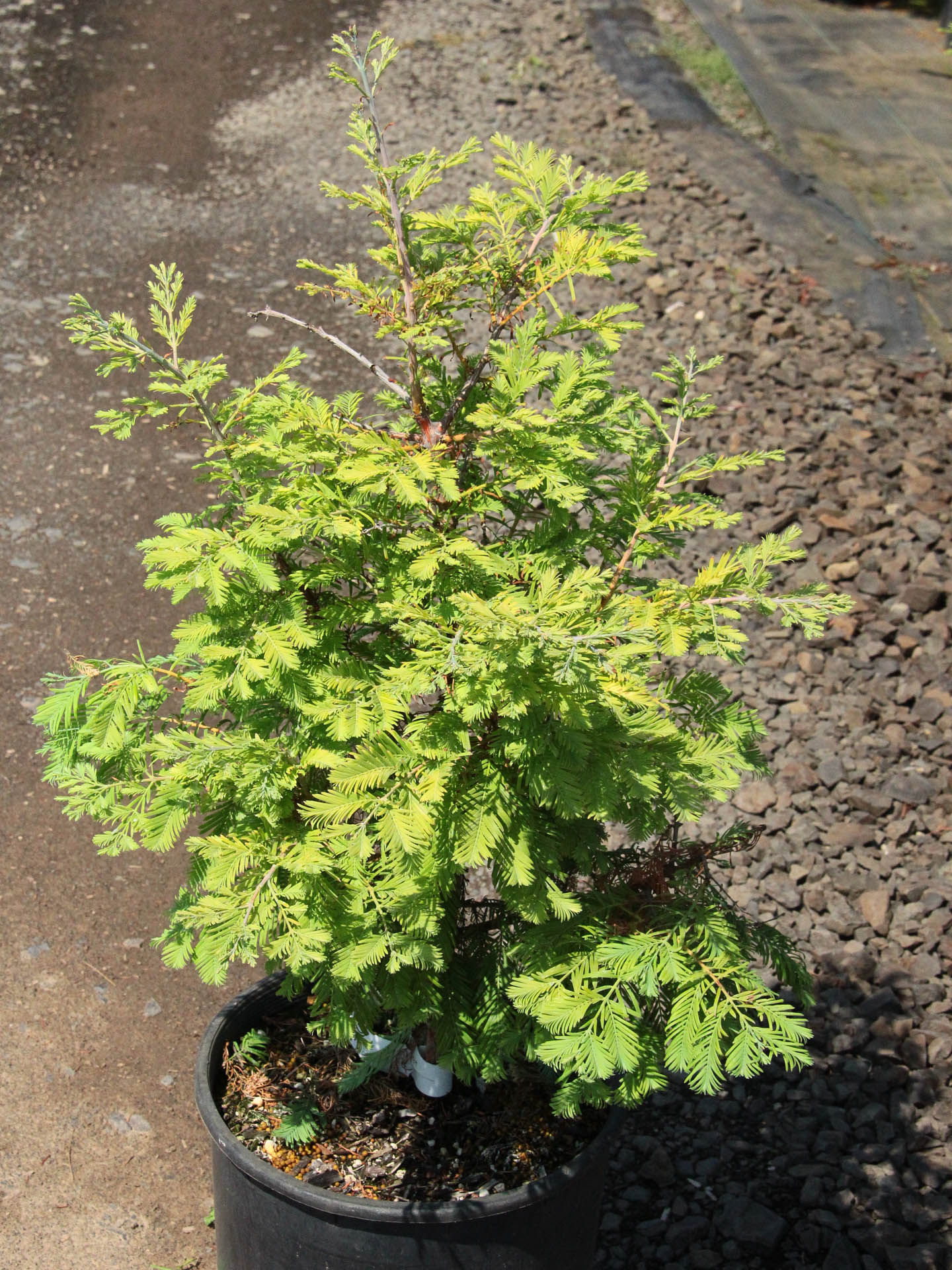metasequoia glyptostroboides growth rate metasequoia glyptostroboides growth rate