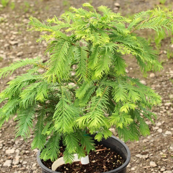 Metasequoia glyptostroboides 'Hamlet's Broom' Dawn Redwood