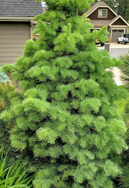 Abies concolor 'Cush' White Fir