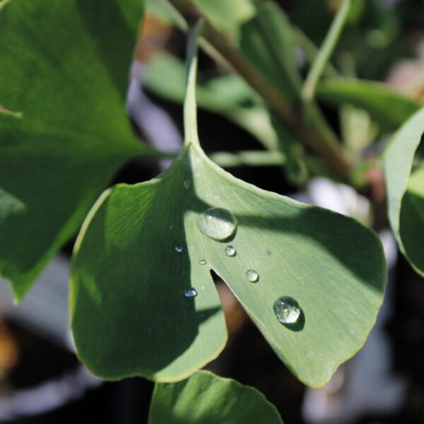 Ginkgo biloba 'Elmwood' Maidenhair Tree