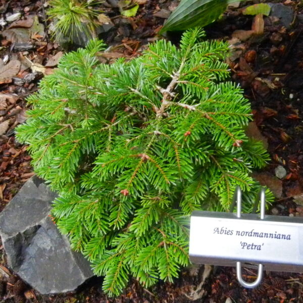 Abies nordmanniana 'Petra' Nordmann Fir