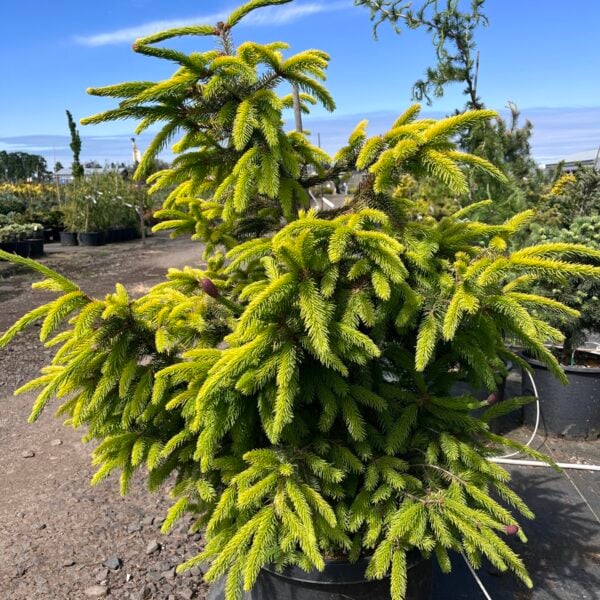 Picea abies 'Acro-Yellow' Norway Spruce