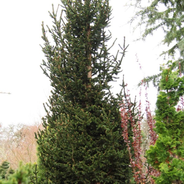 Picea abies 'Hillside Upright' Norway Spruce