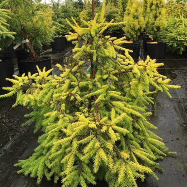 Picea abies 'Lemon Flare' Norway Spruce