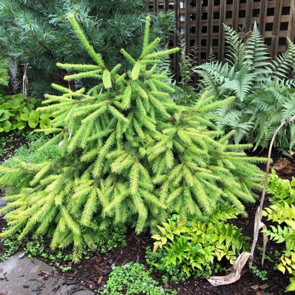 Picea abies 'Lemon Zest' Norway Spruce