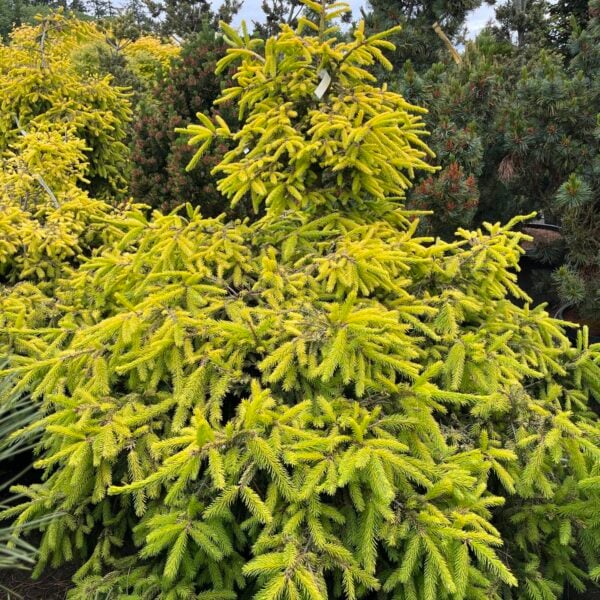 Picea abies 'Lemonade' Norway Spruce