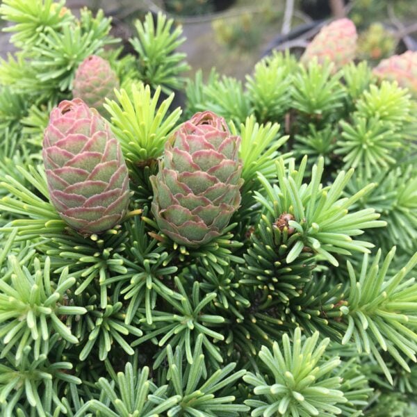 Picea abies 'Medusa' Norway Spruce