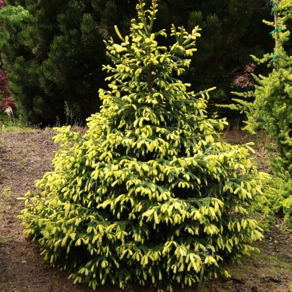 Picea abies 'Perry's Gold' Norway Spruce