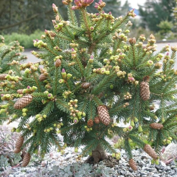 Picea abies 'Pusch' Norway Spruce