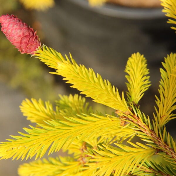 Picea abies 'Summer Daze' Norway Spruce