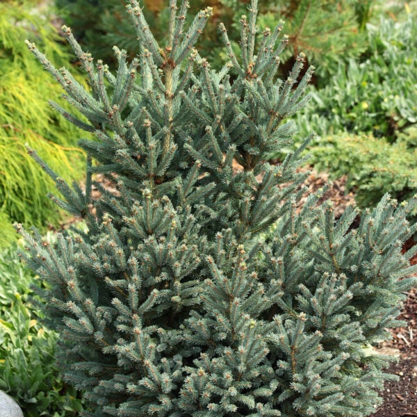 Picea glauca 'Blue Teardrop' White Spruce