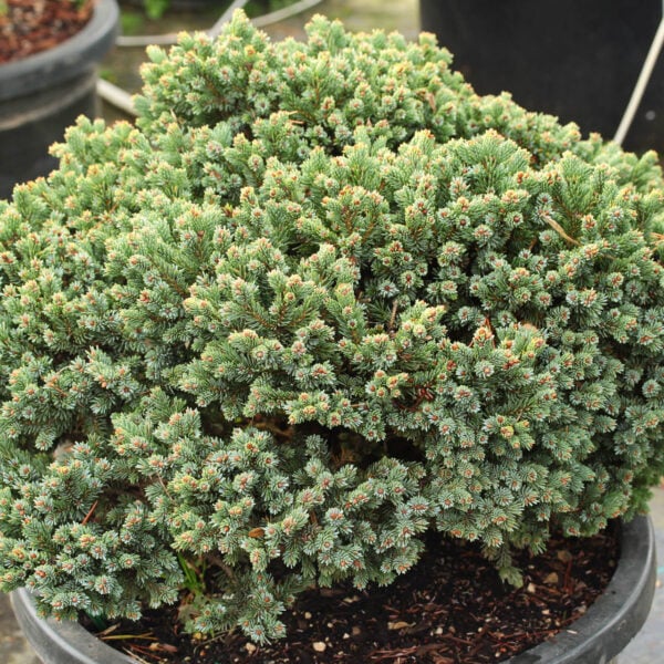 Picea glauca 'Burning Well' White Spruce