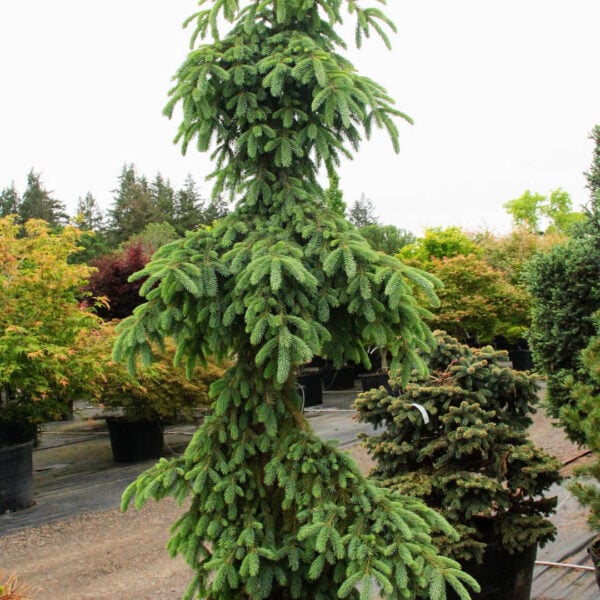 Picea glauca 'Pendula'  White Spruce