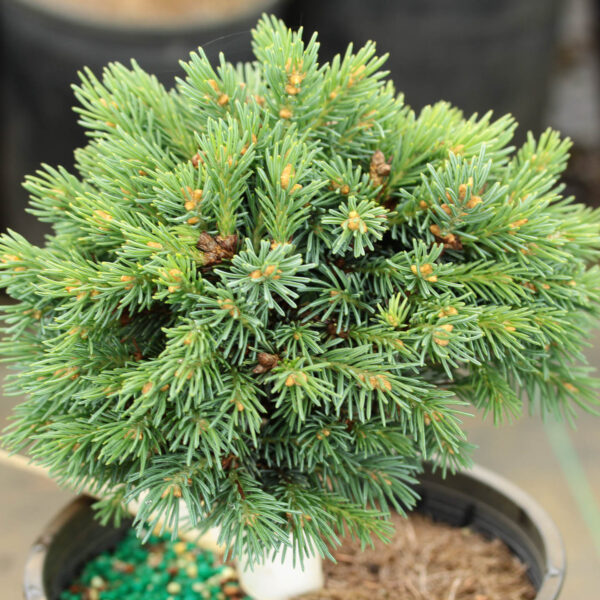 Picea glauca 'Ryder's Blue' White Spruce