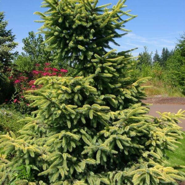 Picea mariana 'Aureovariegata' Black Spruce