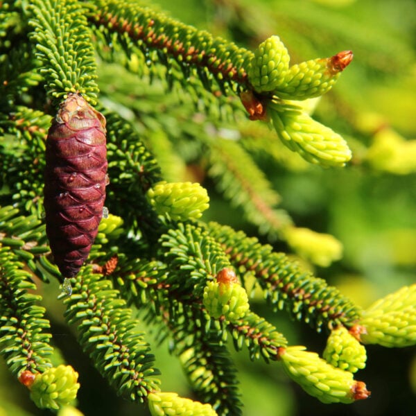 Picea orientalis 'Aureospicata'