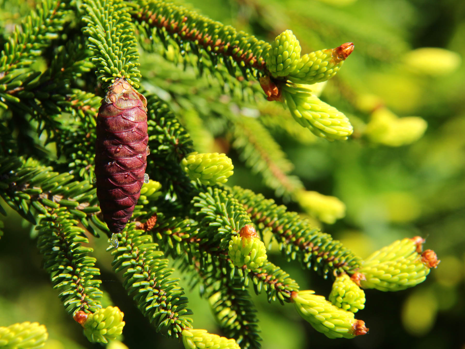Picea orientalis 'Aureospicata'