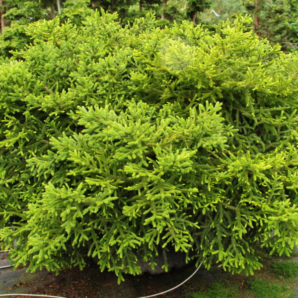 Picea orientalis 'Barnes'  Oriental Spruce
