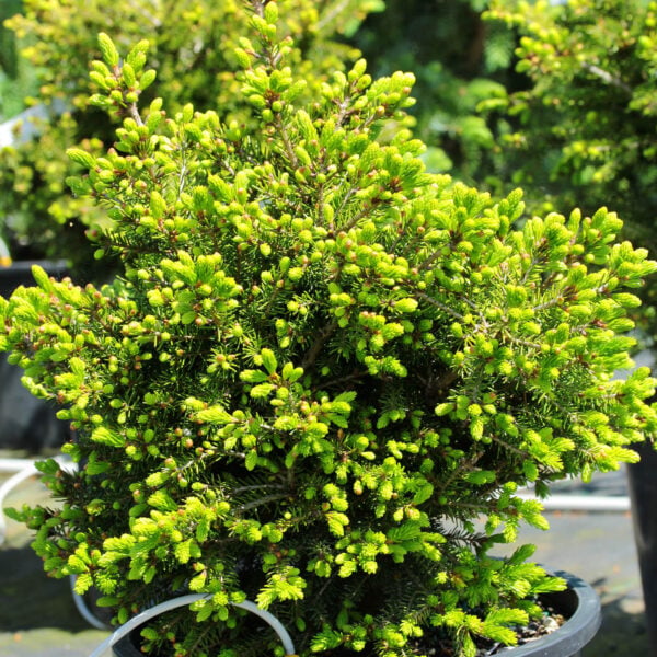 Picea orientalis 'Losely' Oriental Spruce