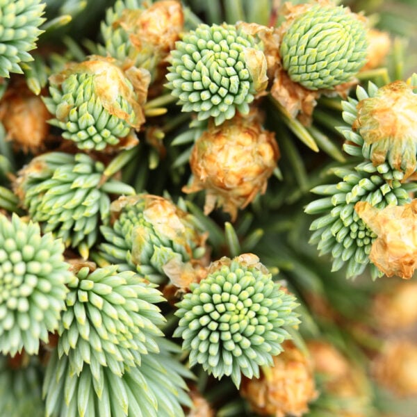 Picea pungens 'Blaue Kissen' Colorado Spruce