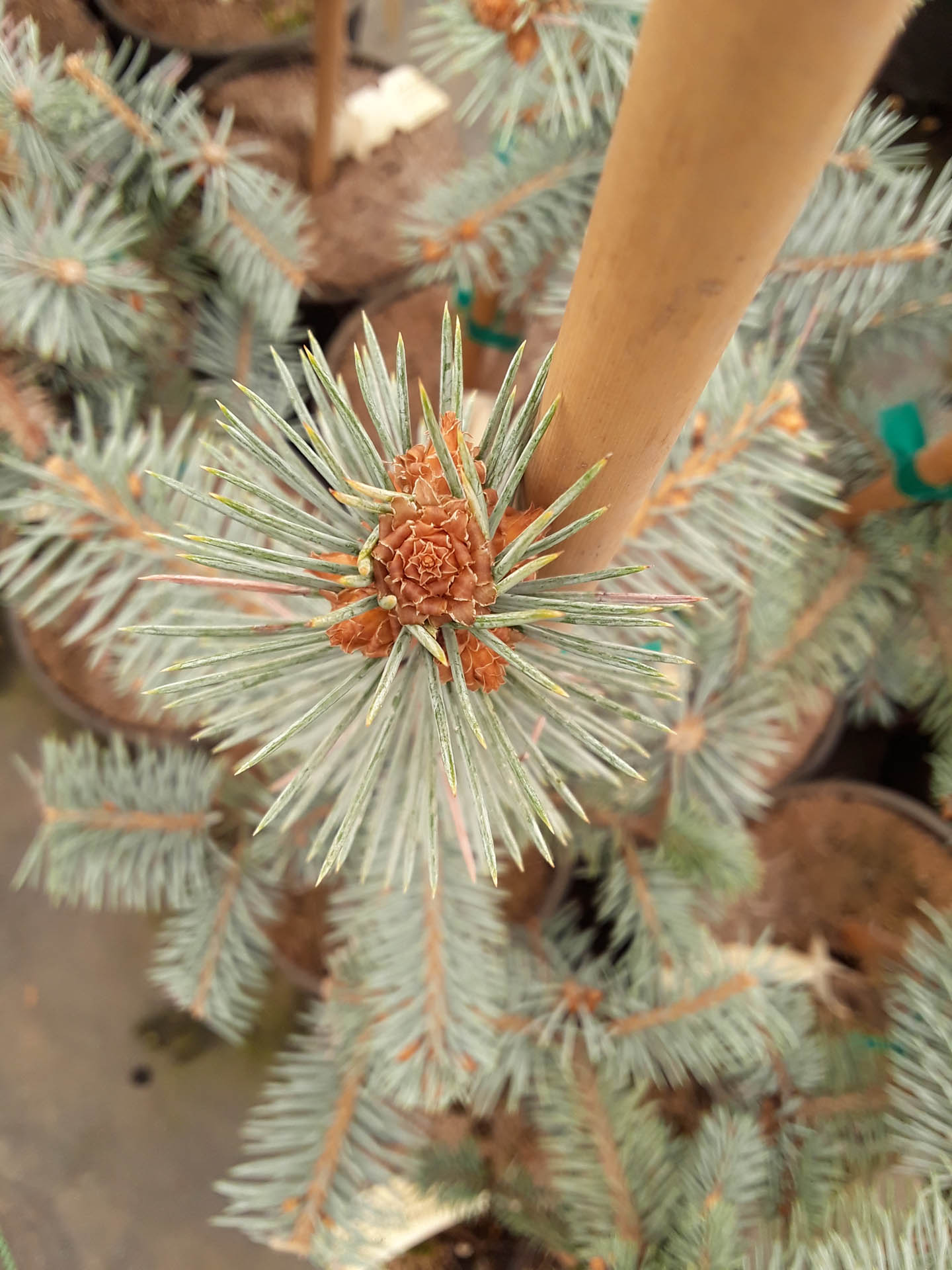 Picea pungens 'Edit' Colorado Spruce Conifer Kingdom