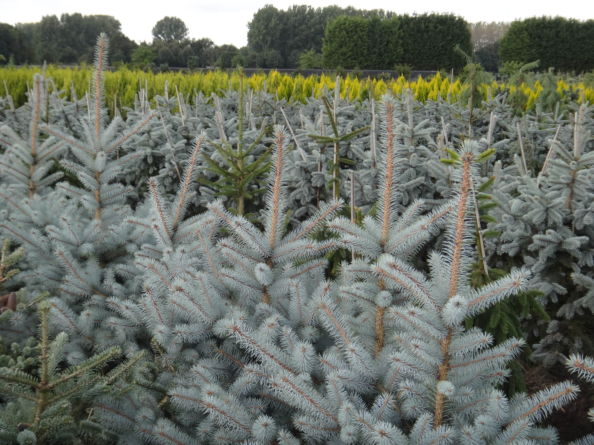 Picea pungens 'Edit' Colorado Spruce Conifer Kingdom