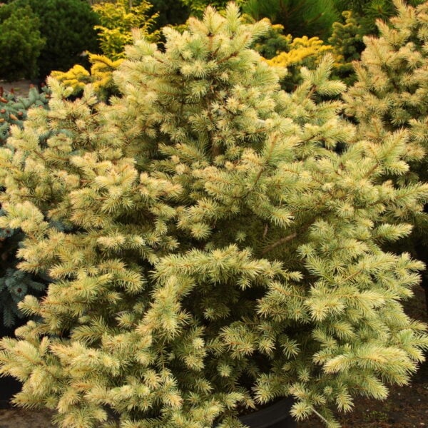 Picea pungens 'Kubiczek' Colorado Spruce
