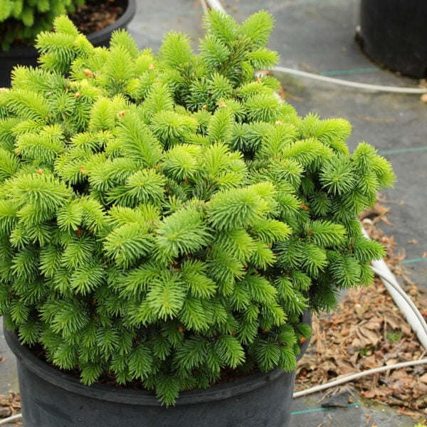 Picea pungens 'Mrs. Cesarini' Colorado Spruce