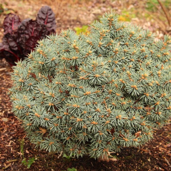 Picea pungens 'Pali' Colorado Spruce