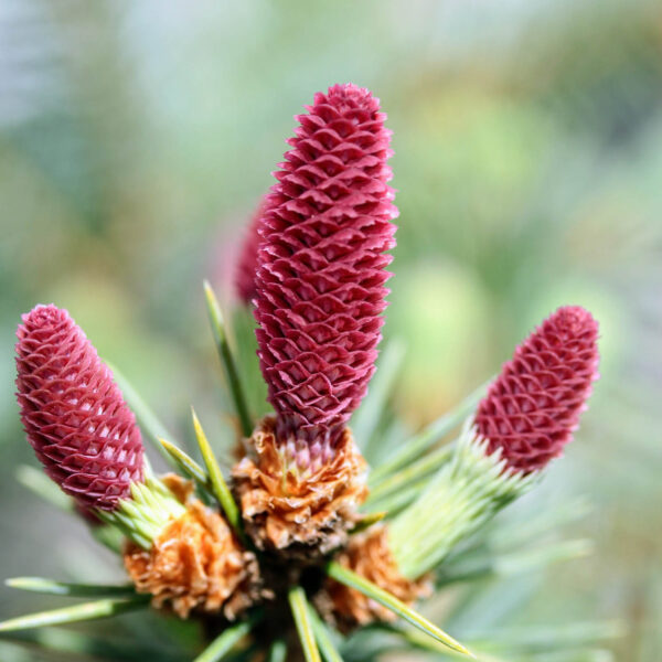 Ruby Teardrops Colorado Spruce Close Look
