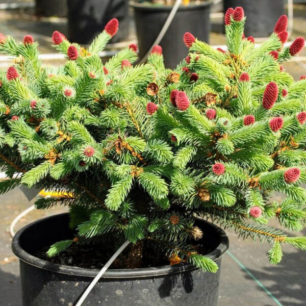 Picea pungens Ruby Teardrops in Container