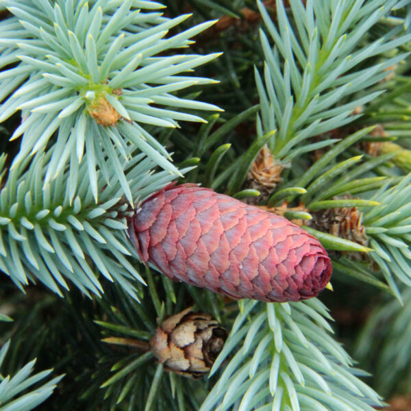Flower of Ruby Teardrops Colorado Spruce