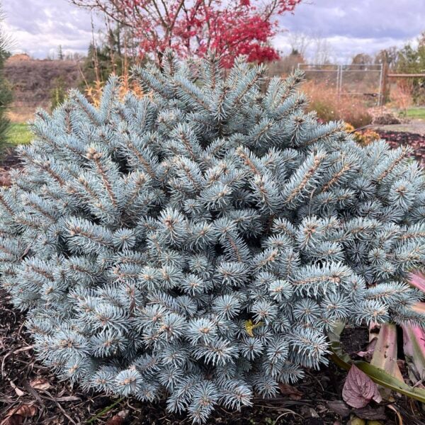 Picea pungens 'Utica' Colorado Spruce