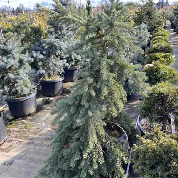 Picea pungens 'Weirdo' Colorado Spruce