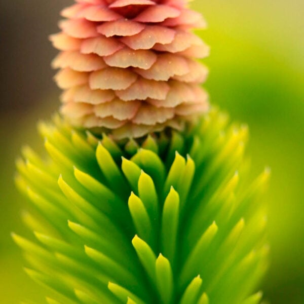 Picea abies 'Catharine's Golden Heart' Norway Spruce
