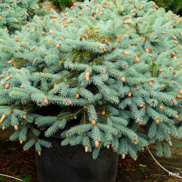 Picea pungens ‘Ruby Teardrops’ Colorado Spruce