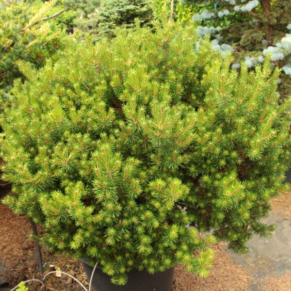 Pinus banksiana 'Manomet' Jack Pine