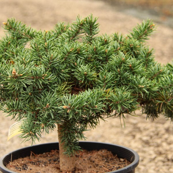 Pinus banksiana 'Schoodic' (#1 Container) $250 Gift