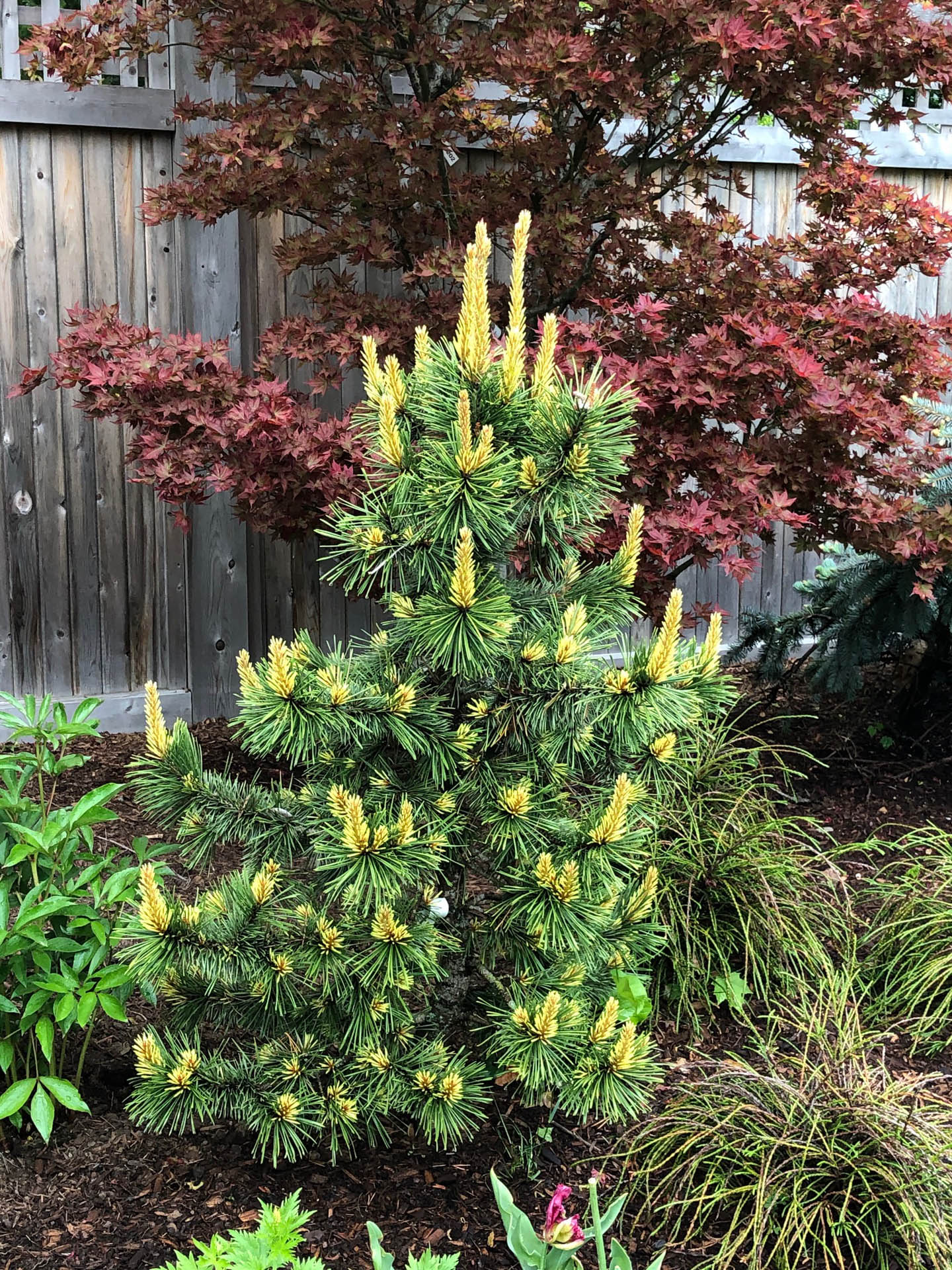 Pinus contorta var. latifolia ‘Taylor’s Sunburst’ Lodgepole Pine