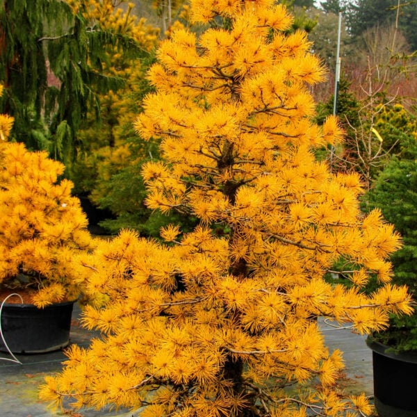 Pinus contorta var. latifolia 'Chief Joseph'