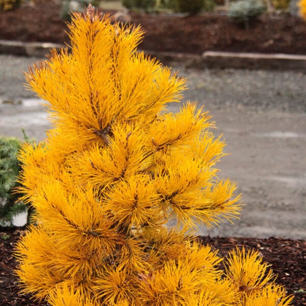 chief joseph lodgepole pine for sale