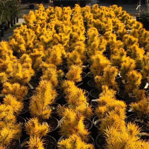 pinus contorta chief joseph for sale