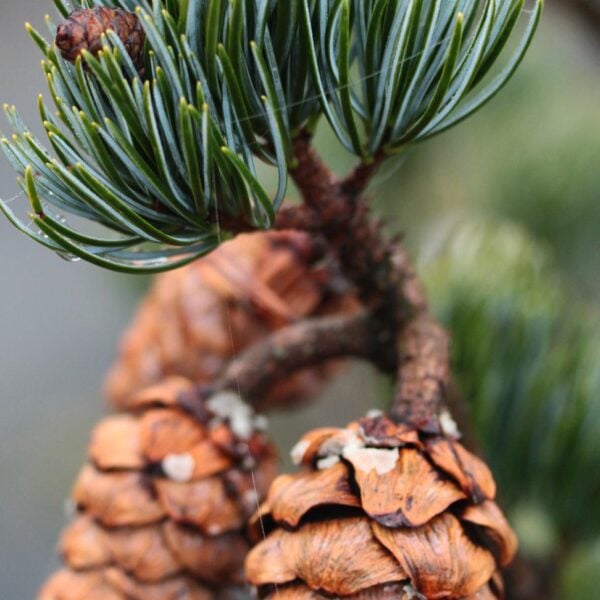 Pinus fenzeliana (kwangtungensis) Kwangtung Pine