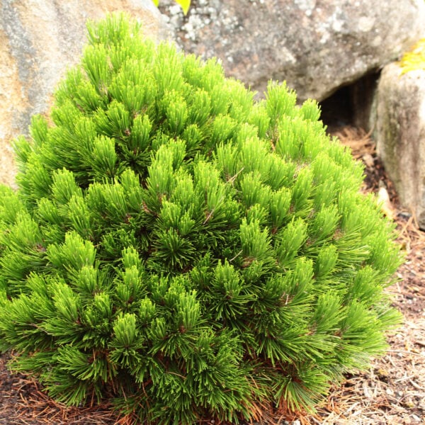 Pinus heldreichii (leucodermis) 'Smidtii'  Bosnian Pine